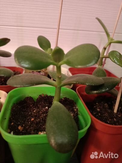 Крассула, денежное дерево