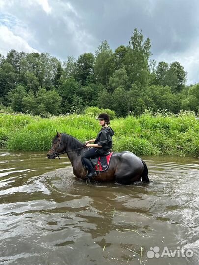 Конные прогулки Фотоссесии и аренда лошадей