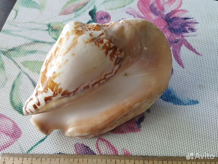 Ракушка с Чёрного моря