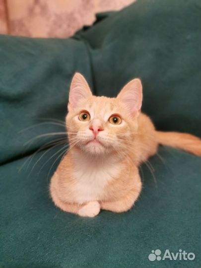 Котёнок ищет дом