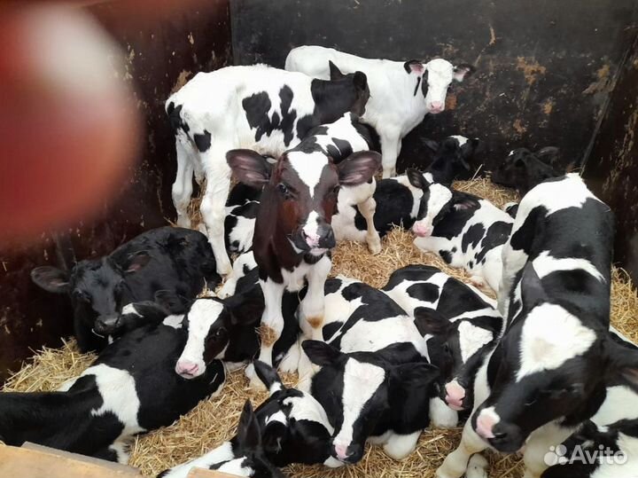 Телята бычки тёлки бесплатно доставка