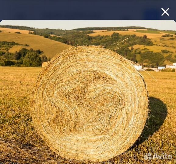 Продам сено в рулонах