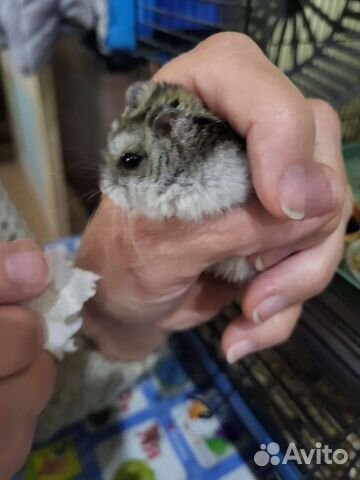 Джунгарский хомяк с клеткой