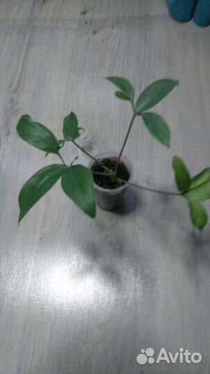 Кактус обезьяний хвост