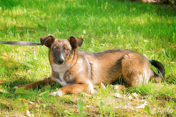 Щенок Поночка ищет дом