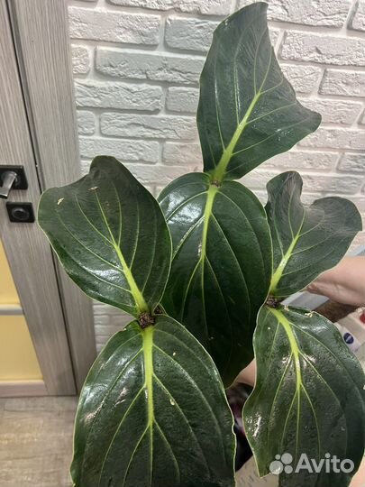 Мединилла Medinilla magnifica