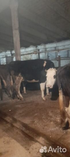 Коровы и телки стельные