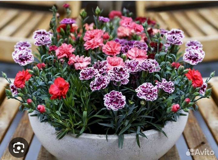 Гвоздика. Многолетник