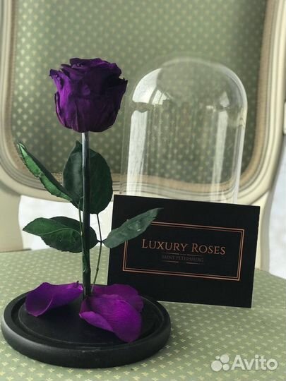 Роза в Колбе