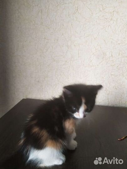 Кошка
