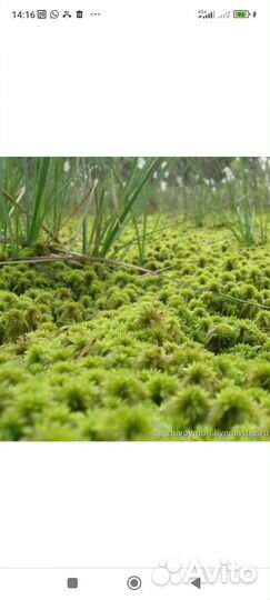 Мох сфагнум живой
