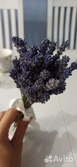 Лаванда сухоцвет