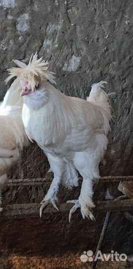 Петухи белые павловские, Бентамки ситцевые