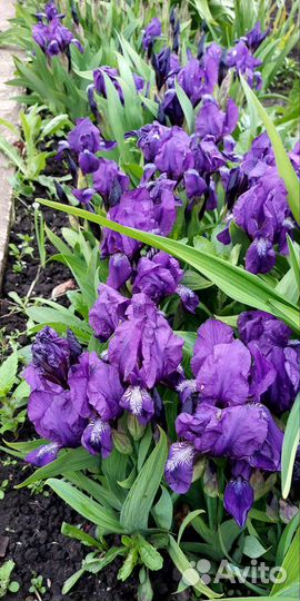 Ирисы бордюрные