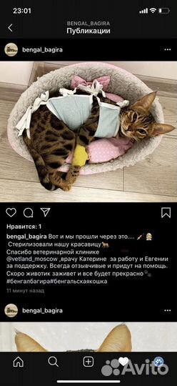 Кастрация стерилизация животных