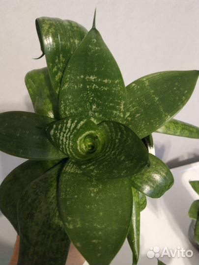 Сансевиерия