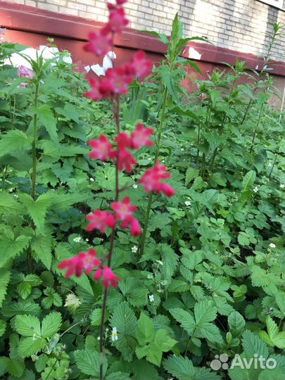 Гейхера цыганская скрипка