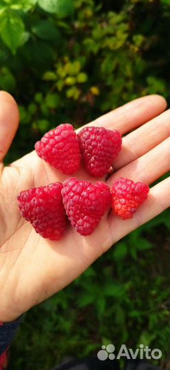 Саженцы малины