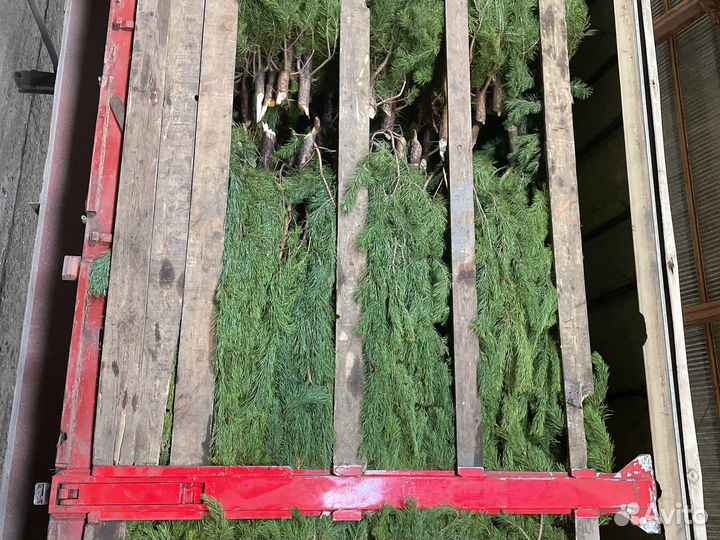 Сосна новогодняяя