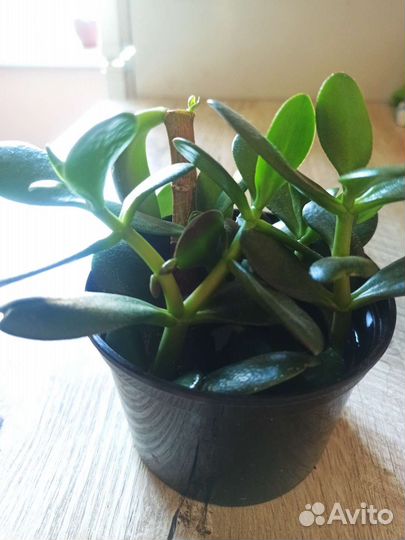 Толстянка (Денежное дерево)