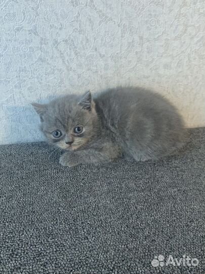 Шотландские котята