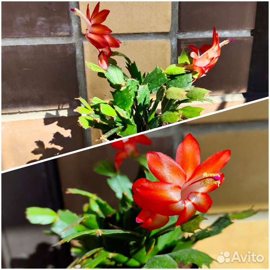 Шлюмбергера (декабрист)