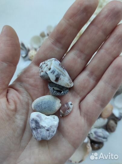 Кораллы и ракушки