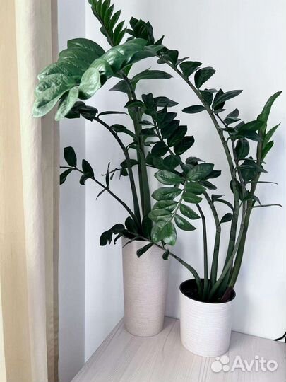 Замиокулькас