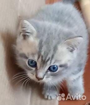 Шотландцы скотиш страйт