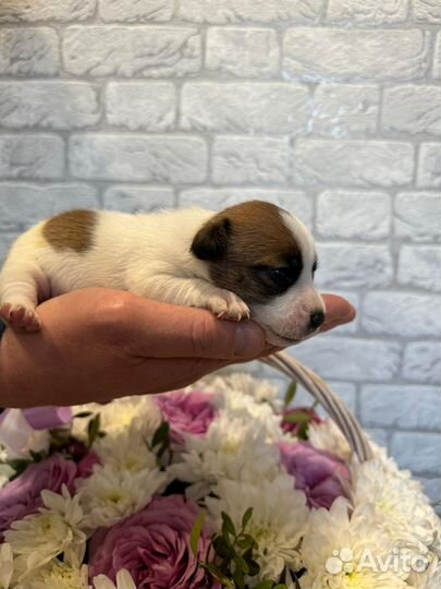 Продам щенков Джек Расселов