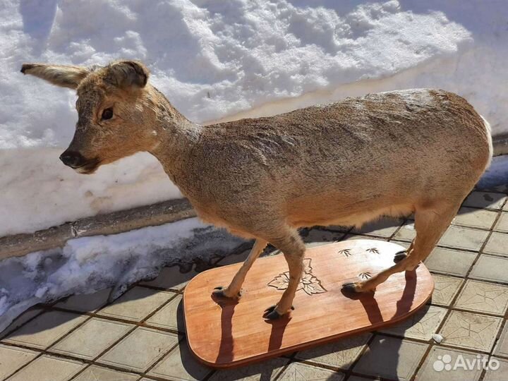 Косуля чучело