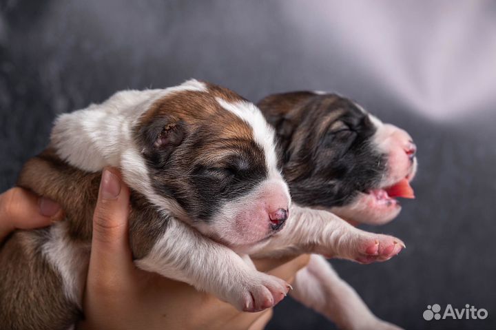 Щенки алабая среднеазиатской овчарки