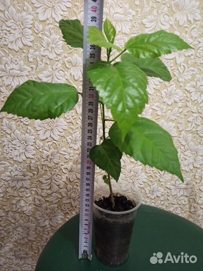 Гибискус махровый (китайская роза)