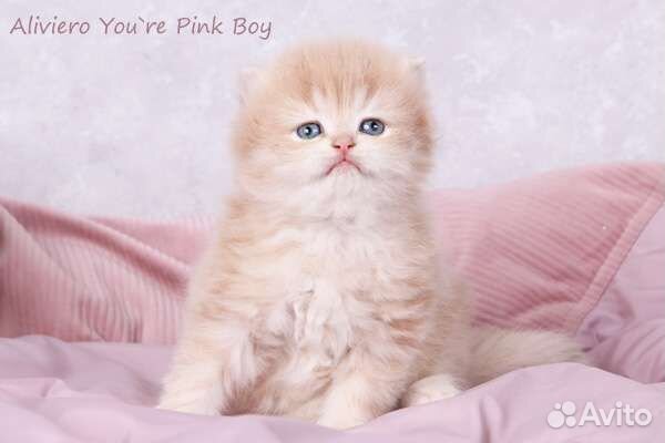 Британский малыш Эксклюзивного окраса