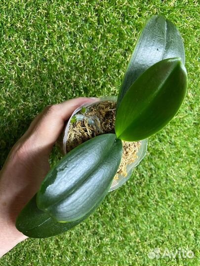 Орхидея Бао Леопард 9.0