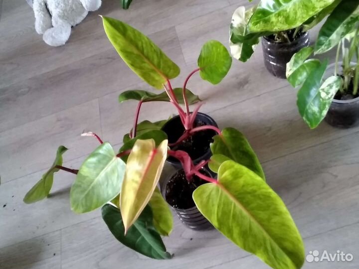 Филодендрон вайт марбл, медуза