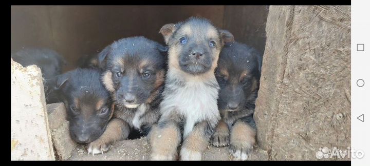 Щенки в добрые руки