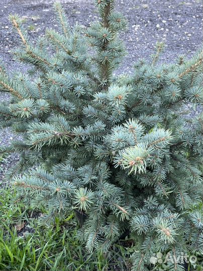 Ель голубая глаука