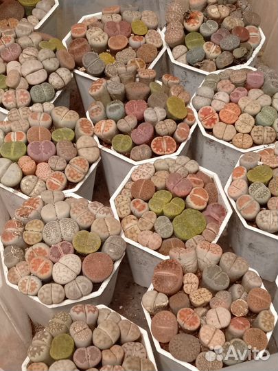 Литопсы (живые камни) 7/7 см. Горшок