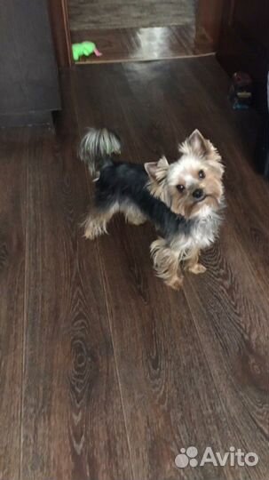 Йоркширский терьер вязка