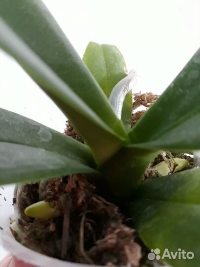 Орхидея Дикий кот, размер 2,5