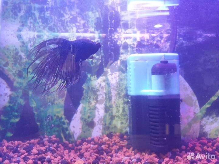 Рыбка петушок с аквариумом