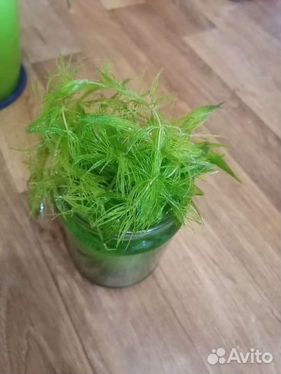 Водоросли для аквариума