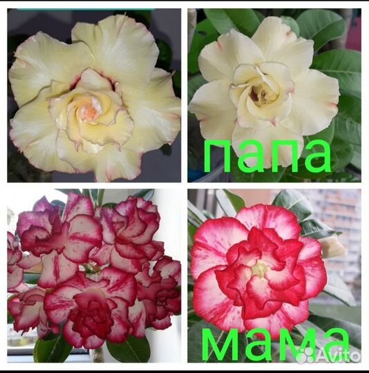 Семена Адениума ручного опыления