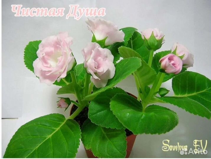 Глоксиния махровая клубни и листья