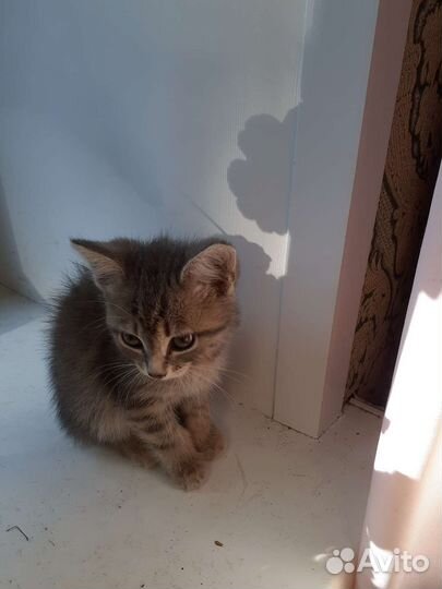 Котята ищут добрых хозяев.Два котика,две кошечки