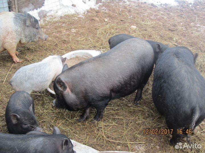 Вьетнамские вислобрюхие поросята