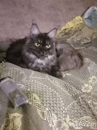 Кошки в добрые руки