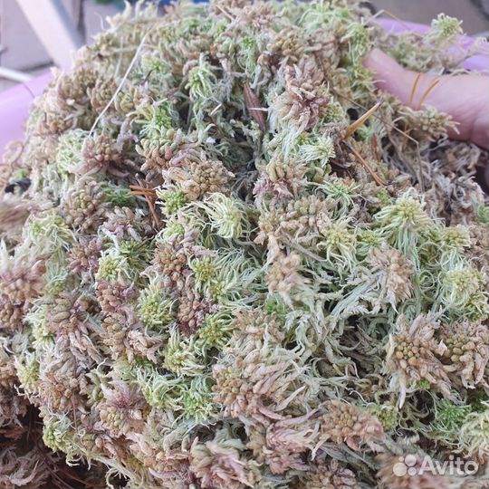 Мох сфагнум магелланский, фермент рисовая шелуха