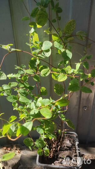 Жимолость японская Ауреоретикулата